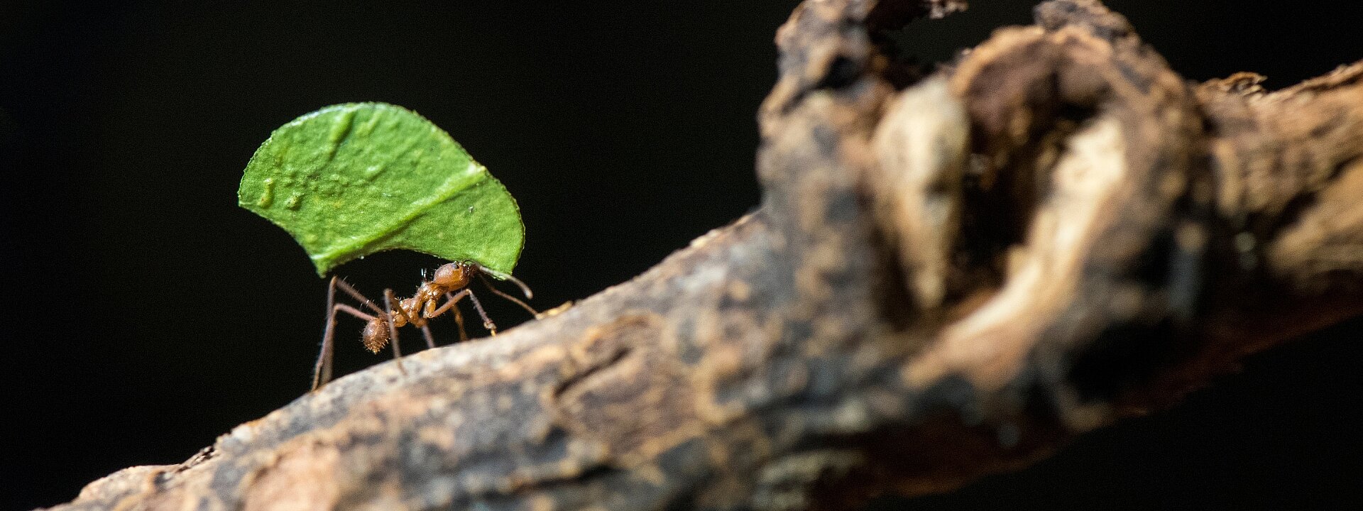 Creepy Crawlies