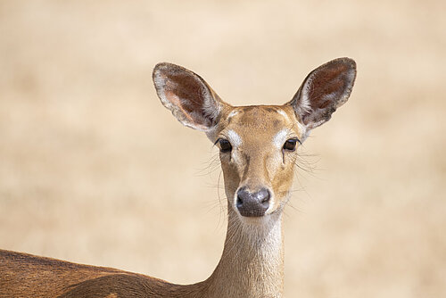 Eld's Deer