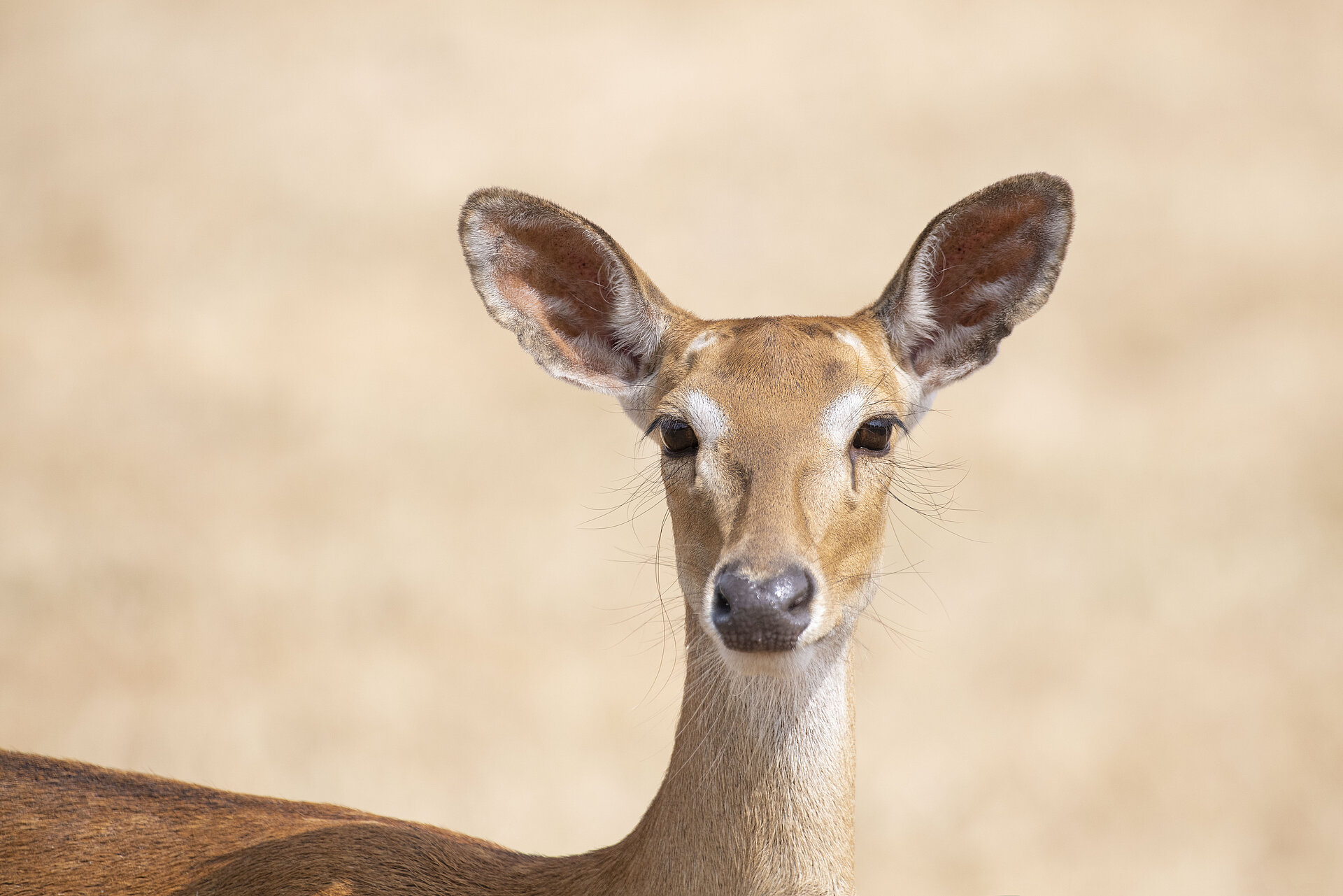 Eld's Deer