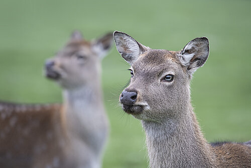 Formosan Sika Deer