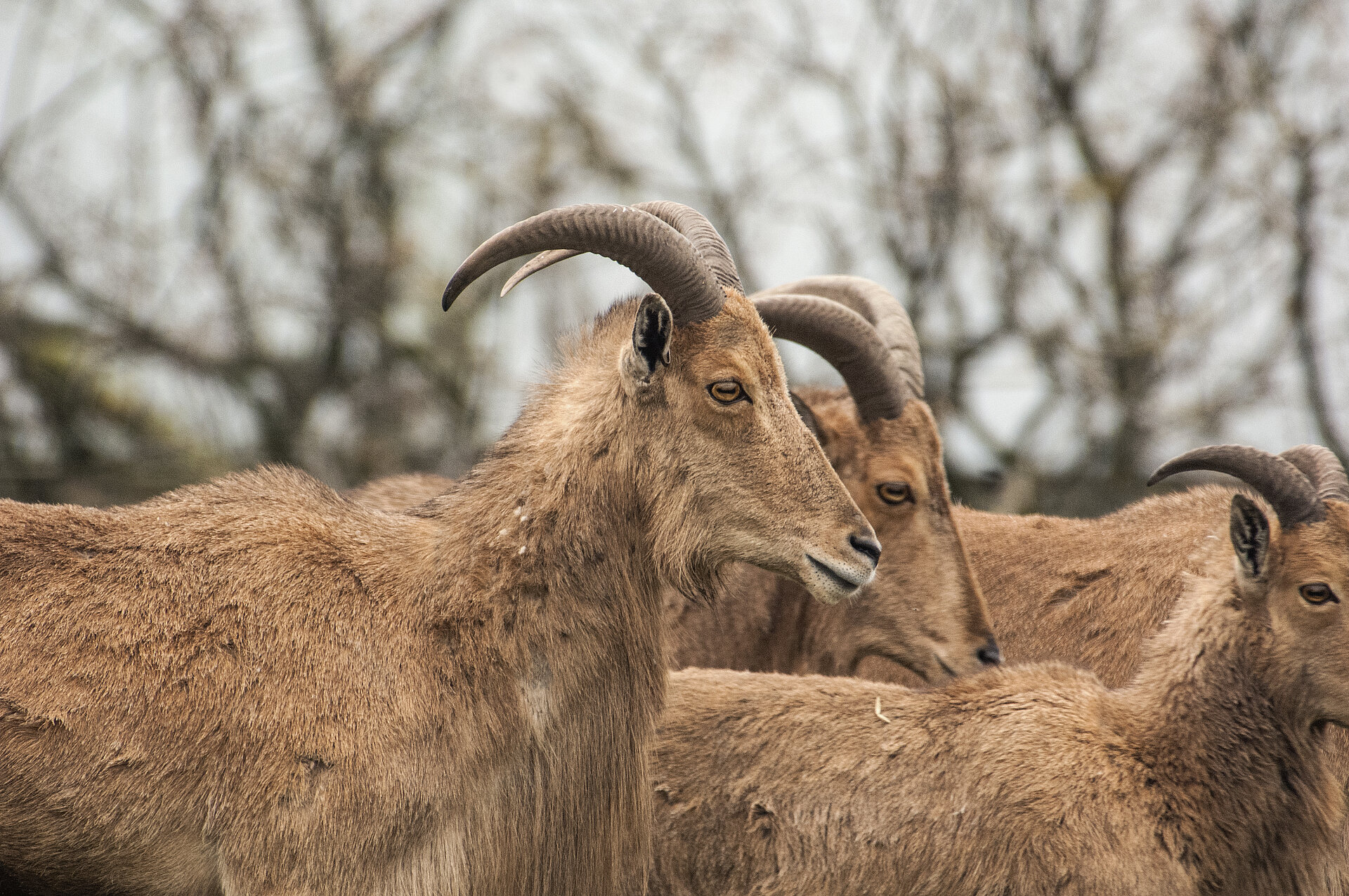 Barbary Sheep