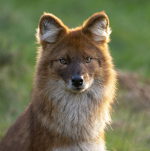 Dhole