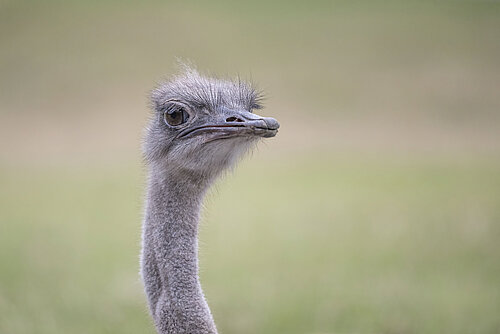 Common Ostrich