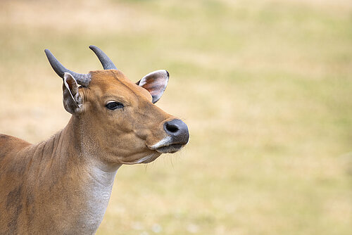 Banteng