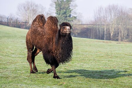 New Male Camel is Already Turning Heads