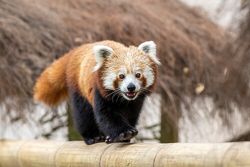 Red Panda Retreat