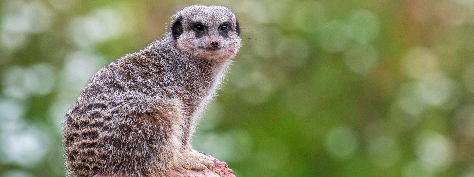 Lemur & Meerkat Feed