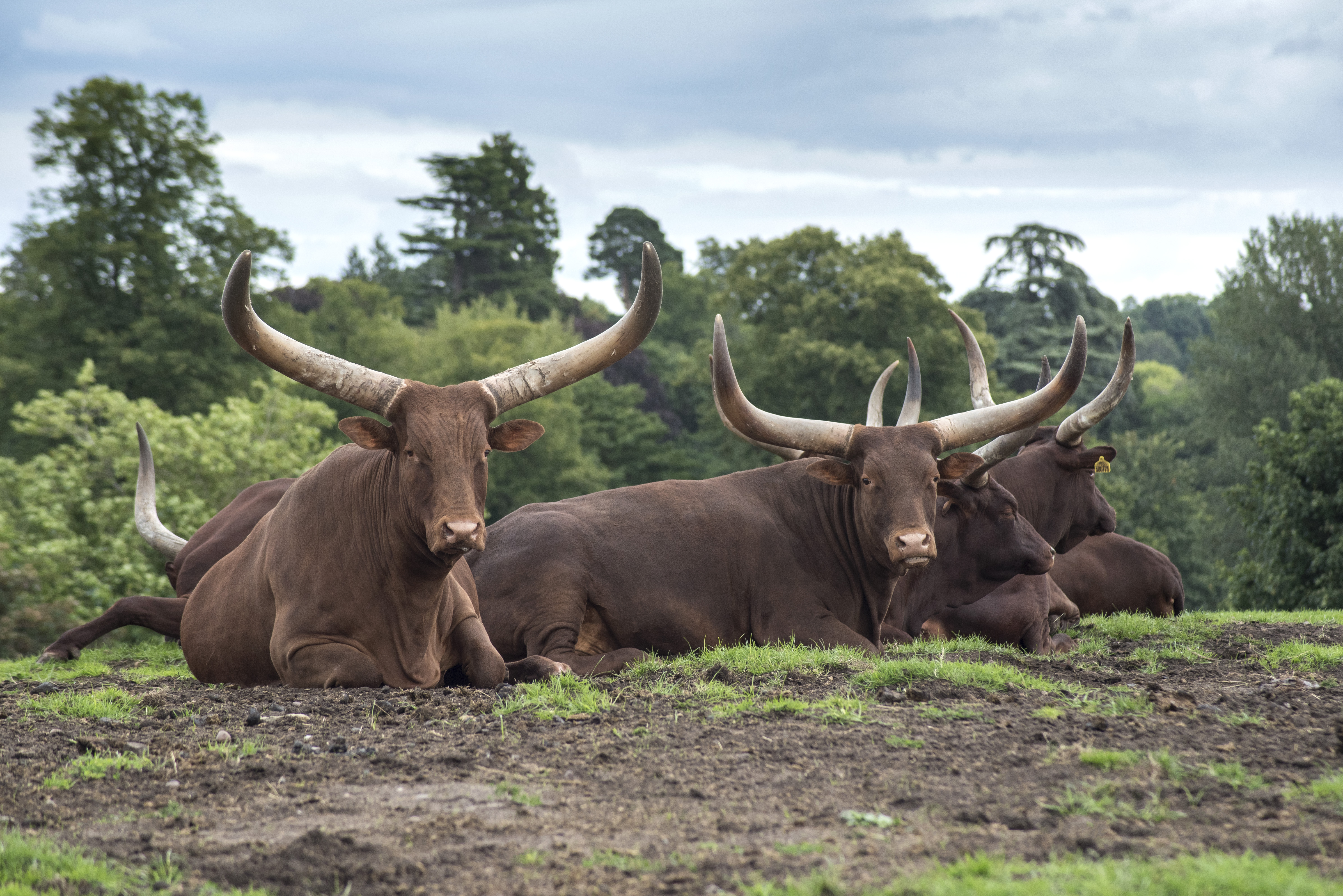 Ankole Cow