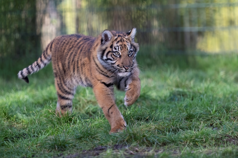 Sumatran Tigers