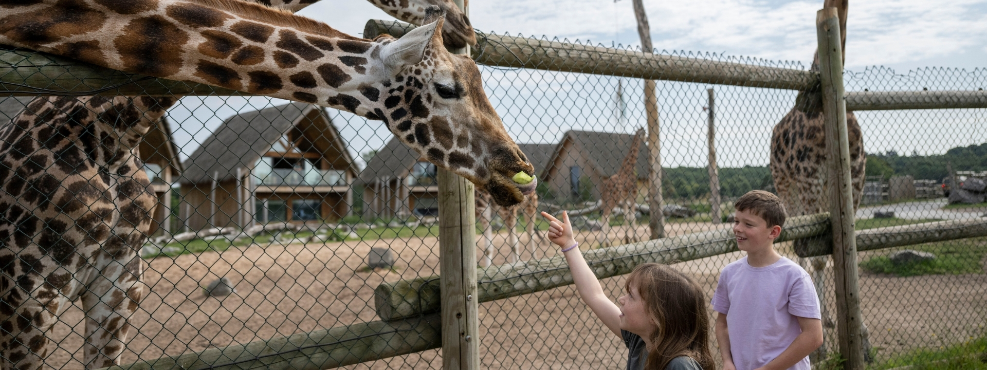 GIRAFFE FEED